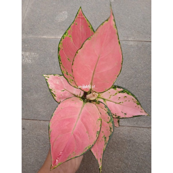 Tanaman Hias Aglonema Pink Catrina daun rimbun real pict - TitipBibit