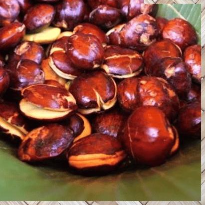 

☪ JENGKOL KUALITAS PREMIUM | GRADE AA ➭