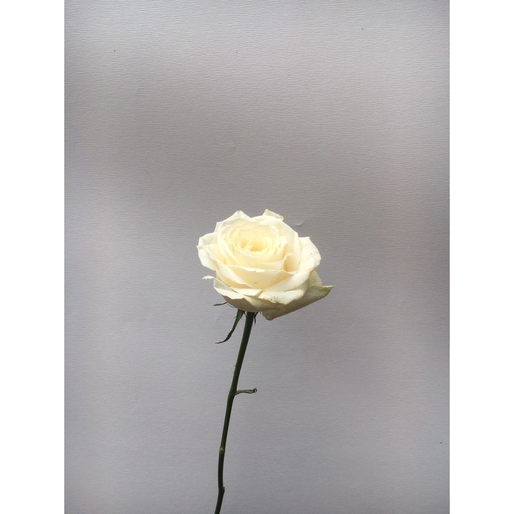 [Taman Boenga] Bunga Mawar Asli 1 tangkai