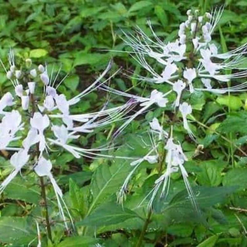 

Daun kumis kucing segar organik 200 gram segar