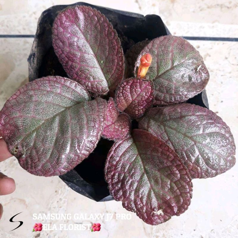 Episcia Strawberry Patch (hanya melayani pengiriman pulau jawa) minimal order 60 ribu bebas berbagai