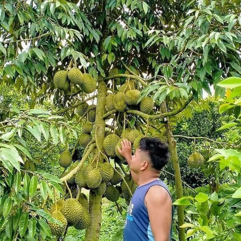 Bibit Durian Petruk Batang Besar Ukuran 1 Meter Siap Berbuah