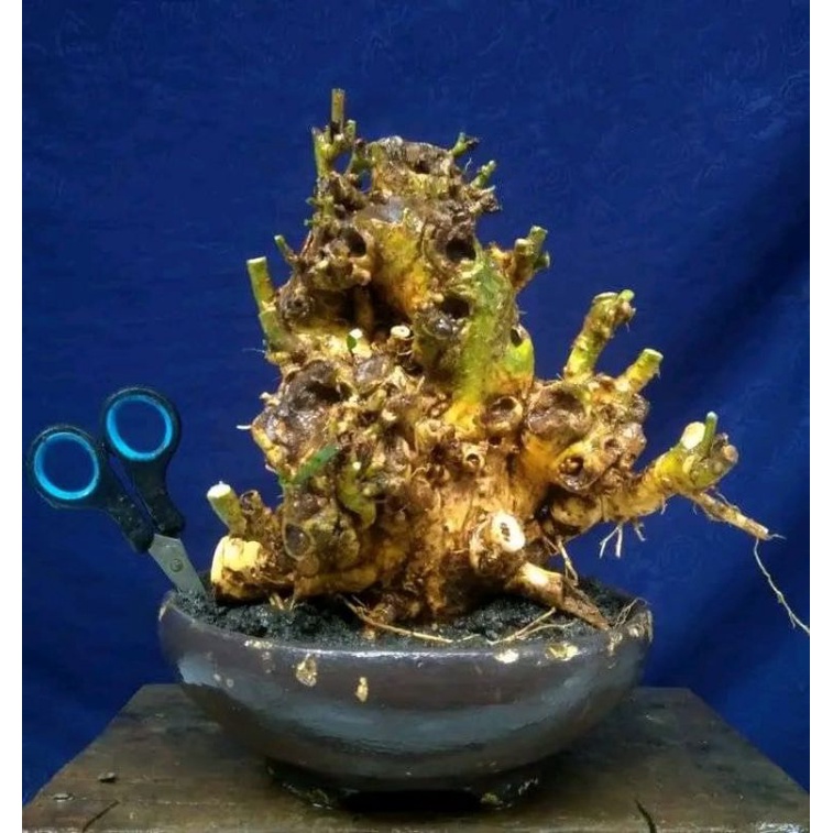 dongkelan bonsai serut groping besar 25k