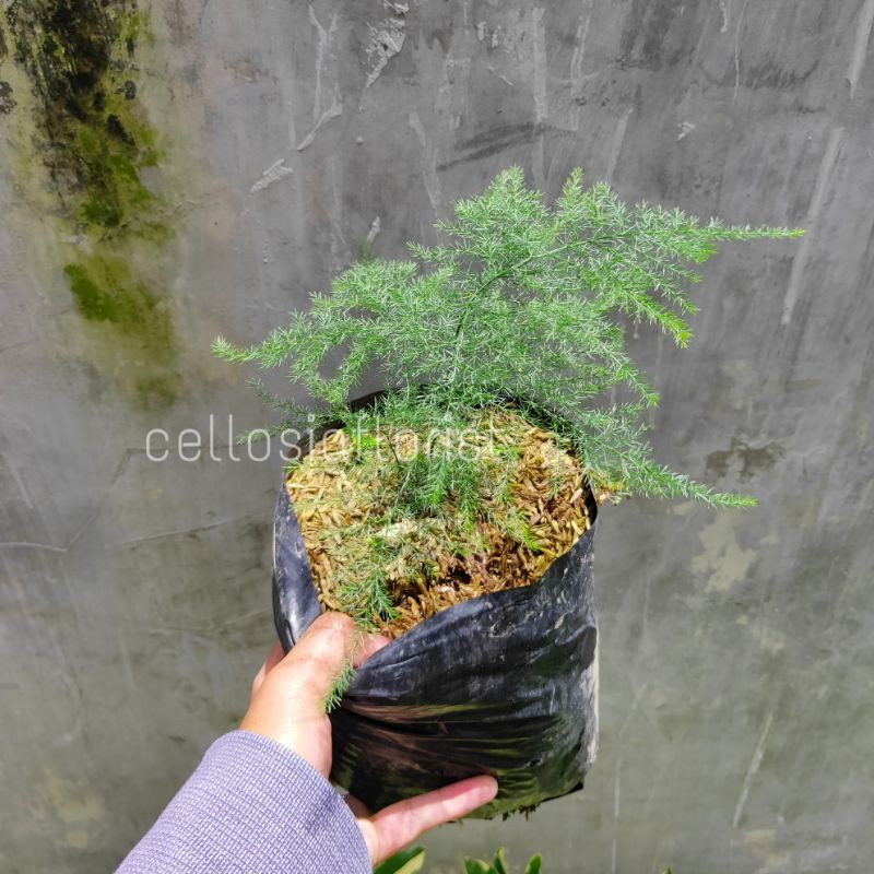 Tanaman Hias Asparagus Asparaga (Common asparagus fern) pohon hidup - TitipBibit