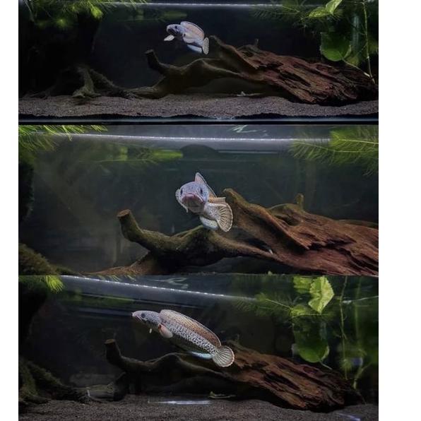 (hfvh -847) (Star) Baby Chana Barca Full Pelet 2-6 cm Original Product