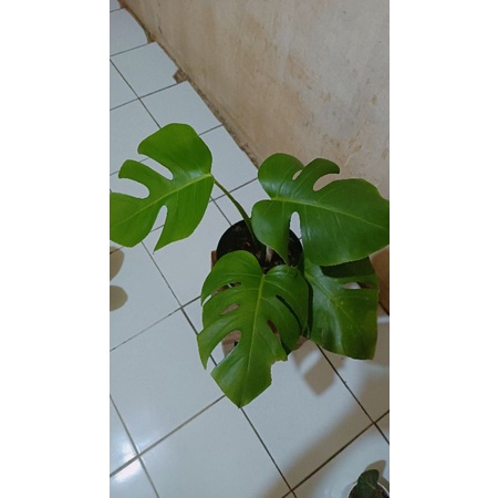 Monstera BORSIGIANA