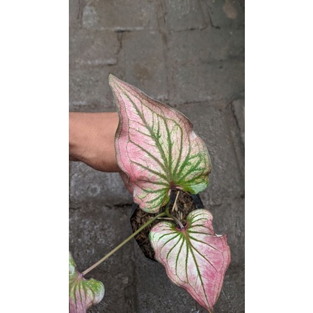 keladi infinity 2-3 daun (caladium infinity)- tanaman hidup daun