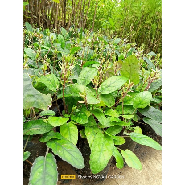 tanaman herbal gempur batu | tanaman herbal | cod bayar ditempat