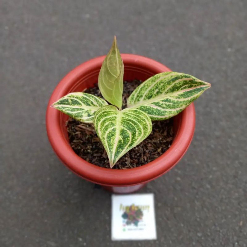 Aglonema MaEswara golden calon rumpun 2