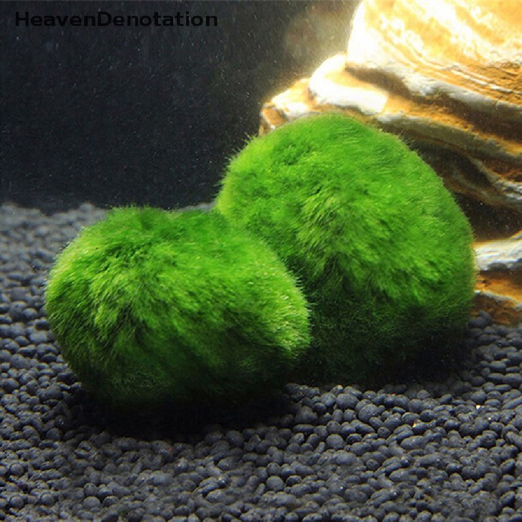 [HeavenDenotation] 2-3cm Marimo Balls Algae Fish Shrimp Ornament HDV