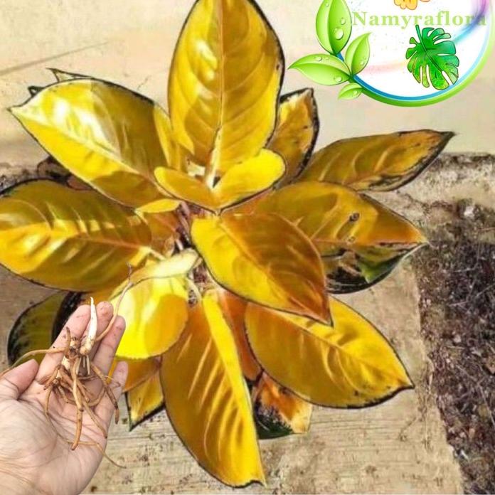 ▲ promo bonggol aglonema sultan brunei ▼