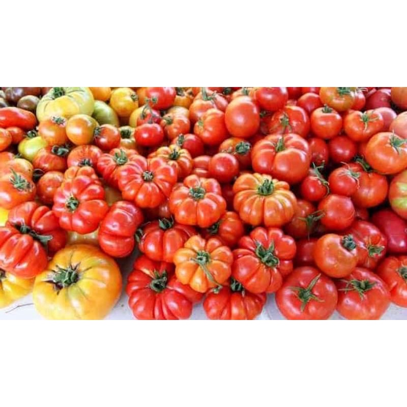 

Tomat Keriting segar