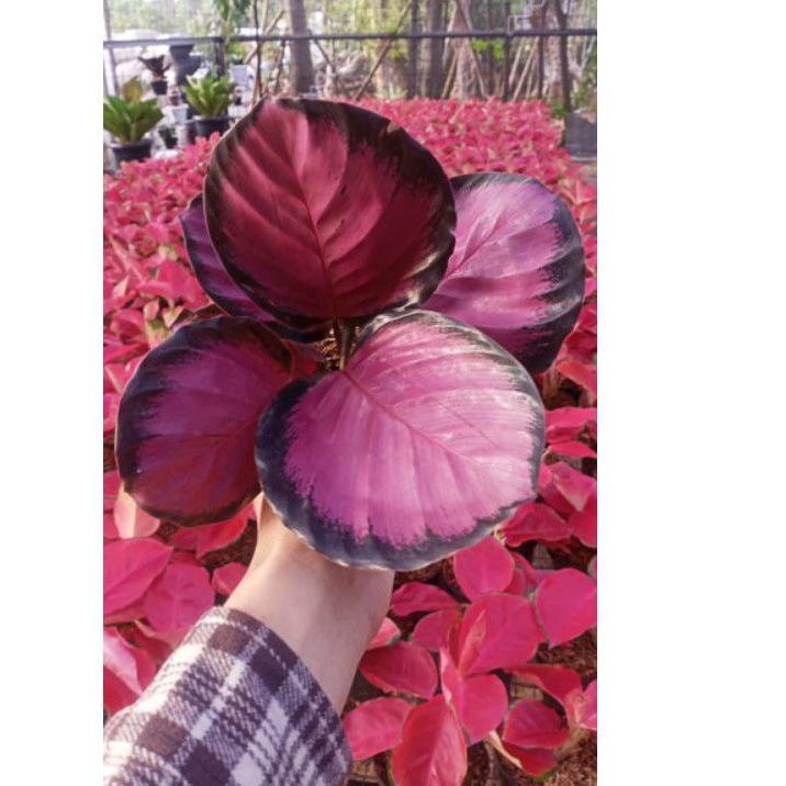 ◘ calathea Crimson ungu ➹