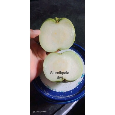 bibit fresh cangkok jambu siumik pala