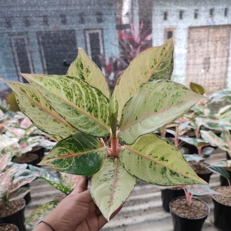 TANAMAN HIAS AGLONEMA FROZEN/ AGLONEMA FROZEN(BISA COD)