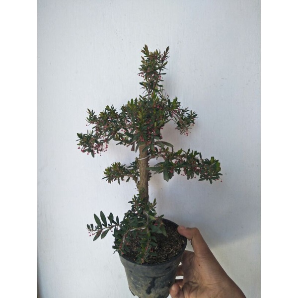 bonsai mini medium cindrawasih rare item - TitipBibit