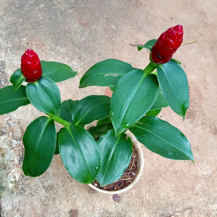 Bibit Pohon Pacing Pentol Merah - tanaman hias pacing pentul bunga merah / Pohon Pacing Pentul