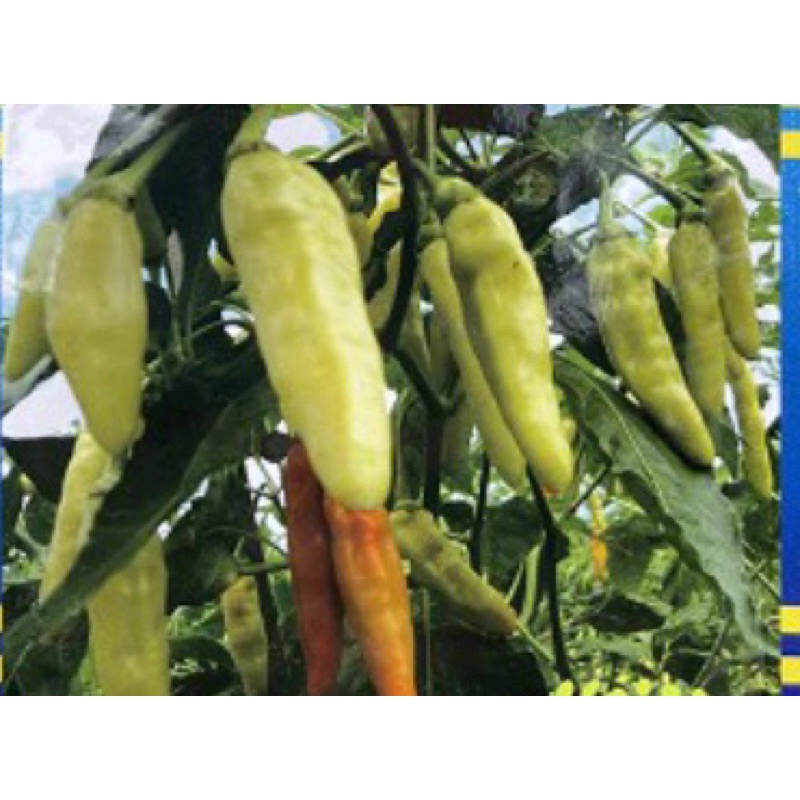 isi 30  Biji Benih cabe rawit putih GADING Benih cabai rawit Repacking dari benihkita -Sfseeds