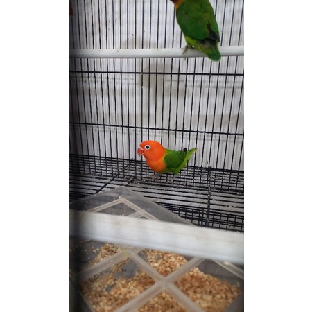 Lovebird Biola Gren Paud