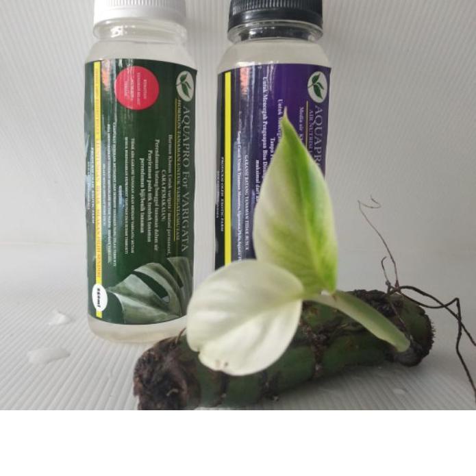 ➱ HORMON VARIEGATA Aquapro (paket) TANAMAN HIAS MONSTERA ❅