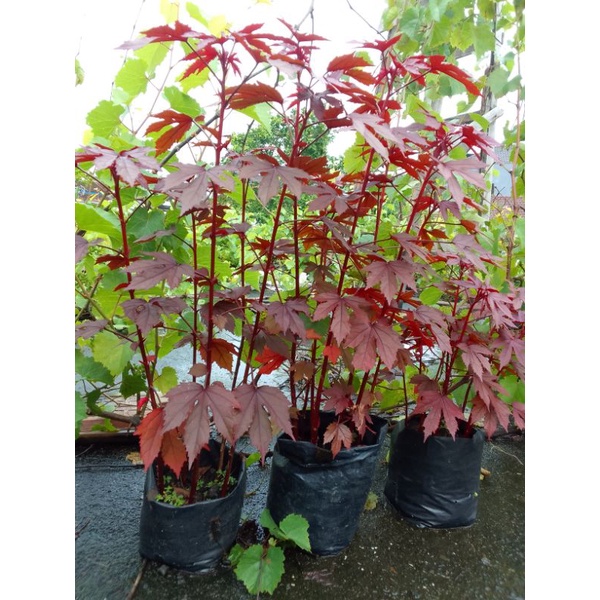 BIBIT BAHAN BONSAI RED PANAMA (BUAT SAMBUNGAN BATANG WARU)