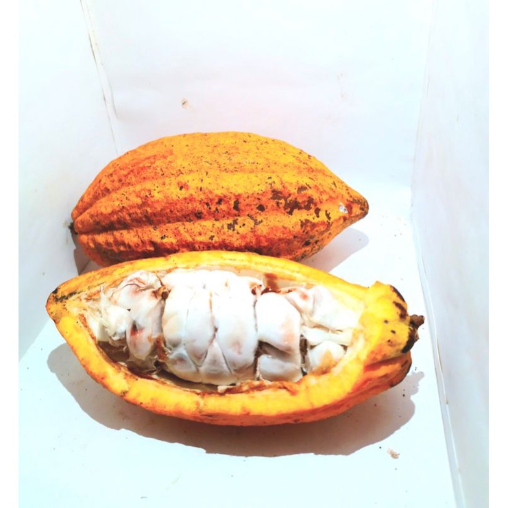

buah coklat/buah kakau matang 1pic