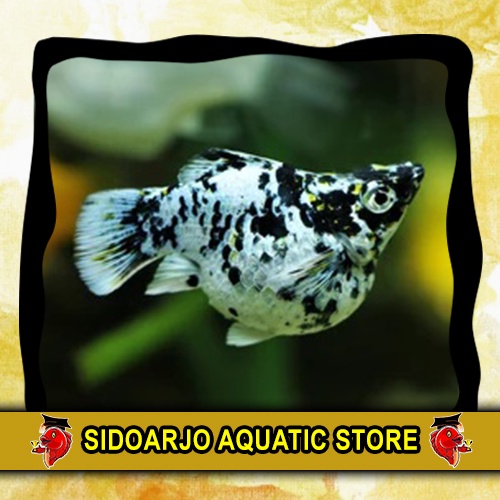 MINIMAL BELI 3 BOLEH BERVARIASI ITEM HIASAN AKUARIUM MOLLY BALON MARBLE / SNOW WHITE BALON / JENIS G
