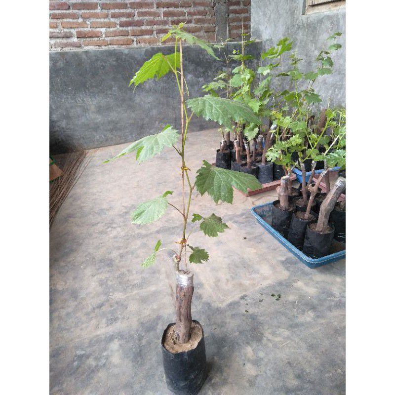 Bibit Anggur Import Moondrop Sweet Saphire Grafting - pohon anggur import