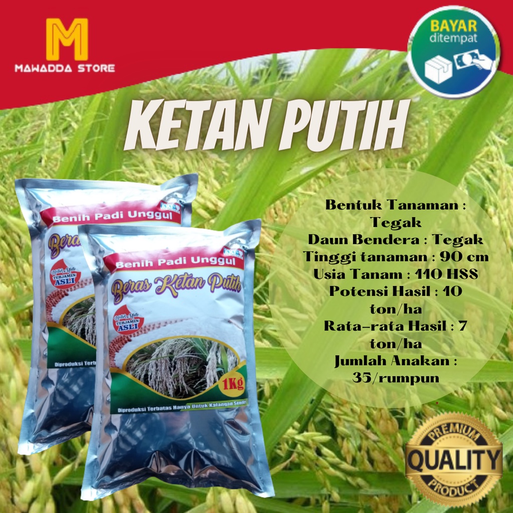 Bibit Padi Unggul KETAN PUTIH 1KG