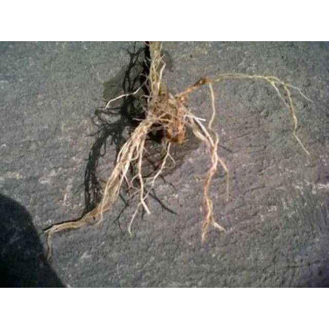 

Akar Cepokak atau Takokak Segar 500 gram Murah