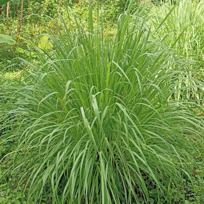 

Daun Sereh Serai Segar, Langsung Ambil Dari Kebunnya