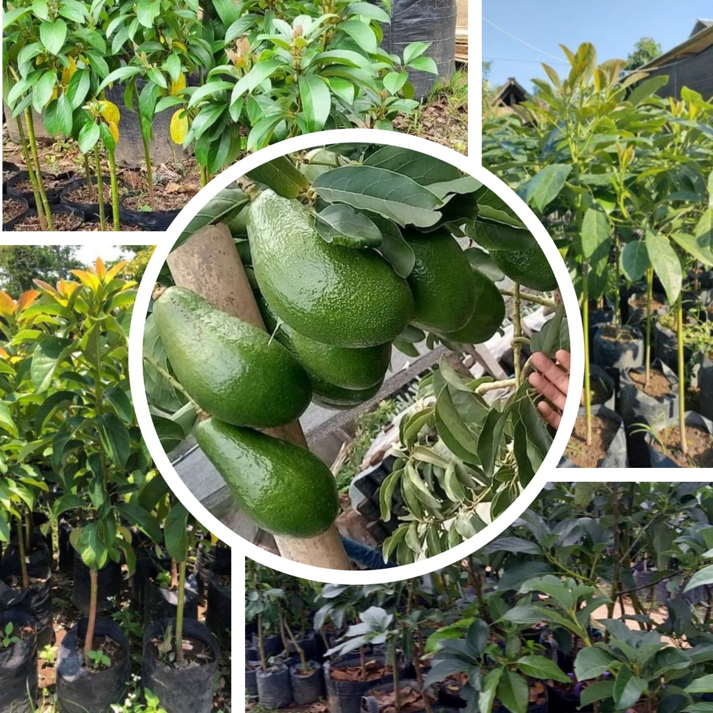 PROMO Bibit Alpukat Pluwang Tinggi 1 Meter Up / Alpukat Peluwang