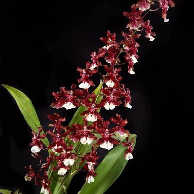 anggrek Oncidium Sharry baby
