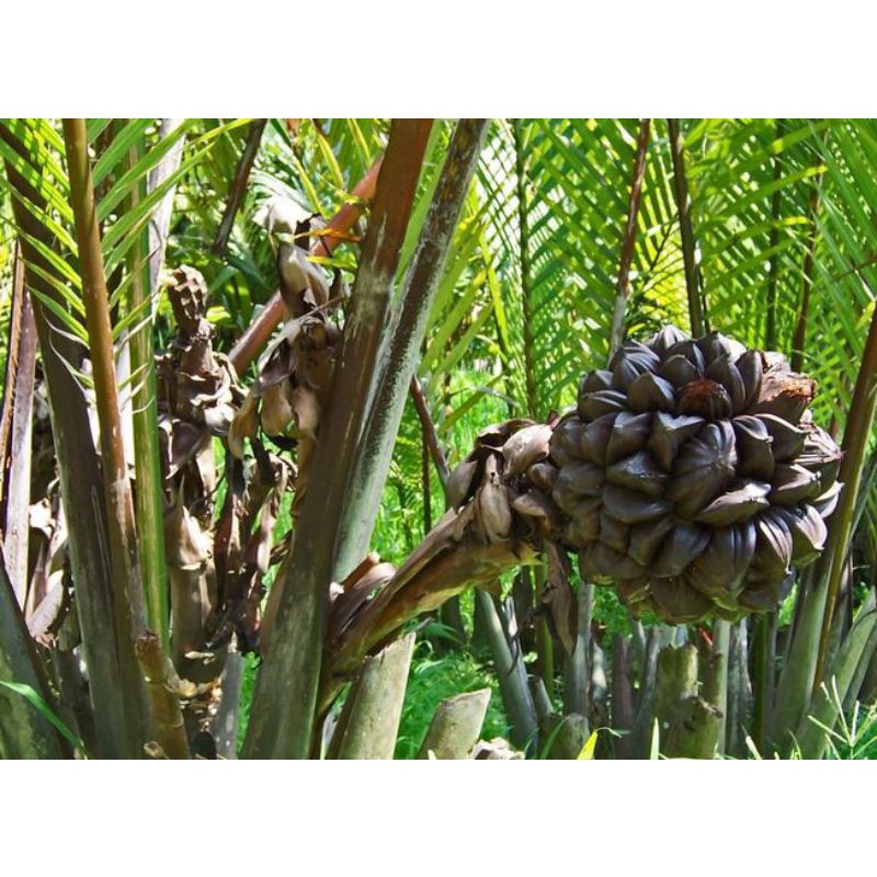 bibit pohon Nipah atau daon