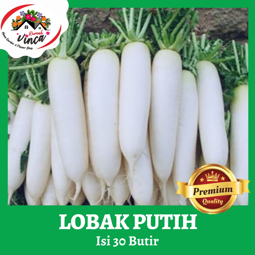Bibit Benih Lobak Putih white Radish 30 butir Green Bow Reapacking