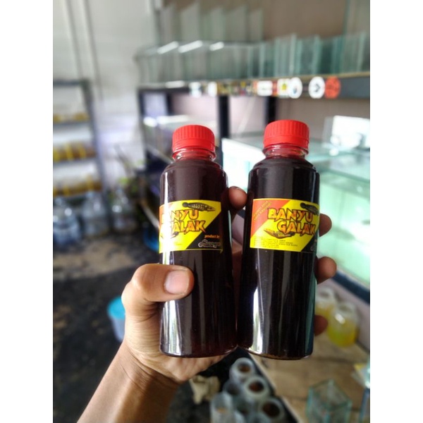 Banyu Galak Progres Channa Maru Black Water Ramuan progres channa maru