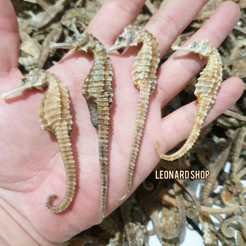 KL HAI MA MURAH 50 GRAM KERING HERBAL OBAT KESUBURAN PRIA WANITA / HAIMA / HAI MHA / GINSENG RENDAMA