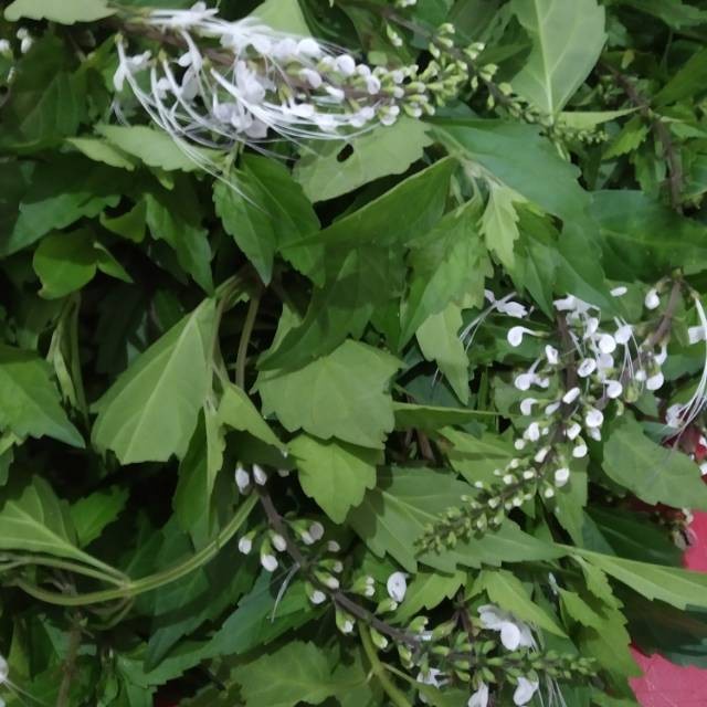 

daun kumis kucing segar 1 kg