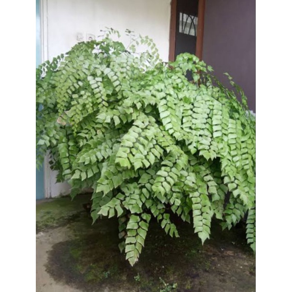 Suplir daun besar / suplir gajah