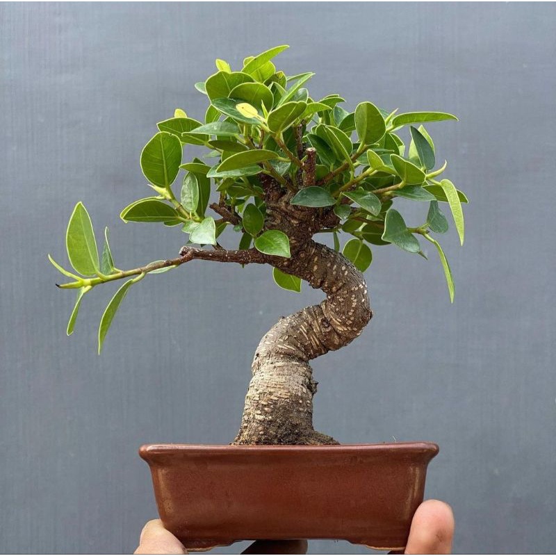 tanaman bonsai kimeng medium siap tampil - TitipBibit