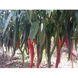 25 Bibit Benih Cabai Cabe Besar Darmais  Original Cap Bintang Asia repacking seeds F1