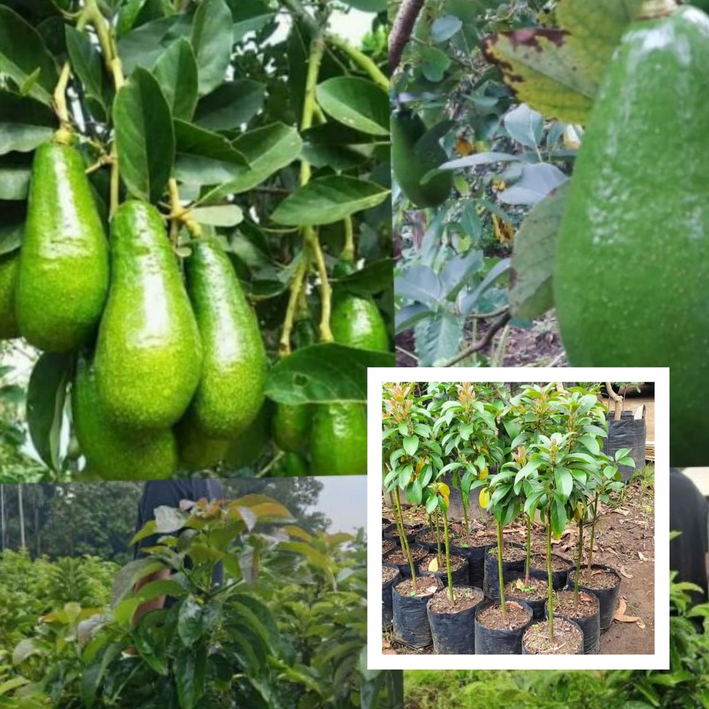 Bibit Tanaman Alpukat Pluwang / Alpukat peluwang Tinggi 1 Meter Up Batang Besar
