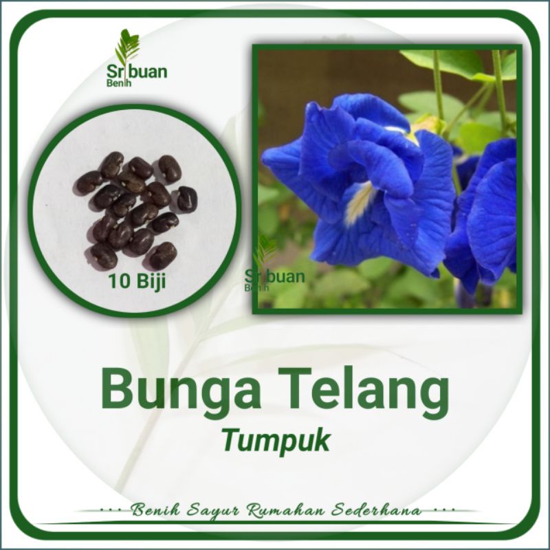 ± 10 Butir Benih Biji Bunga Telang Biru Tumpuk Bibit Tanaman Bunga Telang Herbal