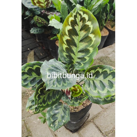 Calathea peacock/Calathea Merak