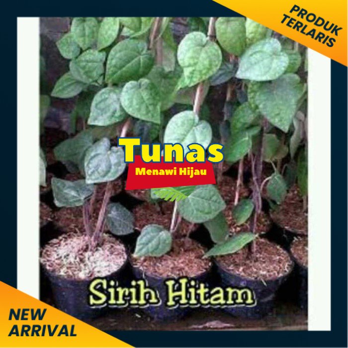 Asli Tanaman Sirih Hitam Terlaris