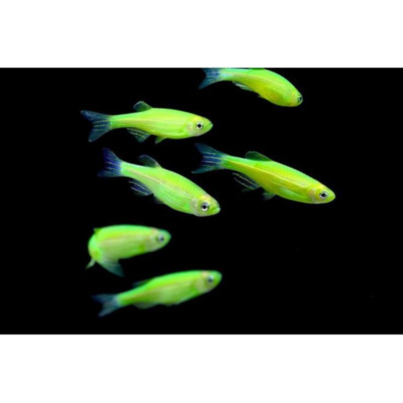 glofish danio green apple ikan aquascape