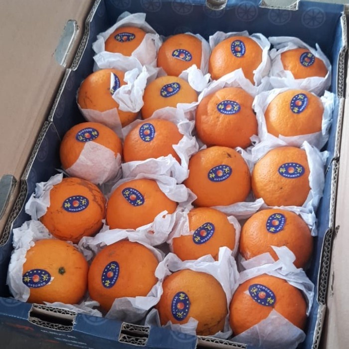 

Jeruk Wokam / Wogan / Ponkam / Mandarin Manis (PROMO CICIP BNYK MERK!)