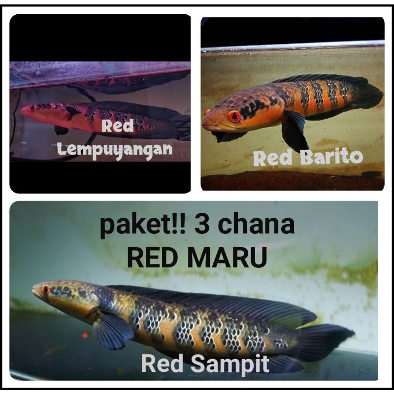 paket 3 chana spesial RED MARU barito ,red lempuyang,red sampit