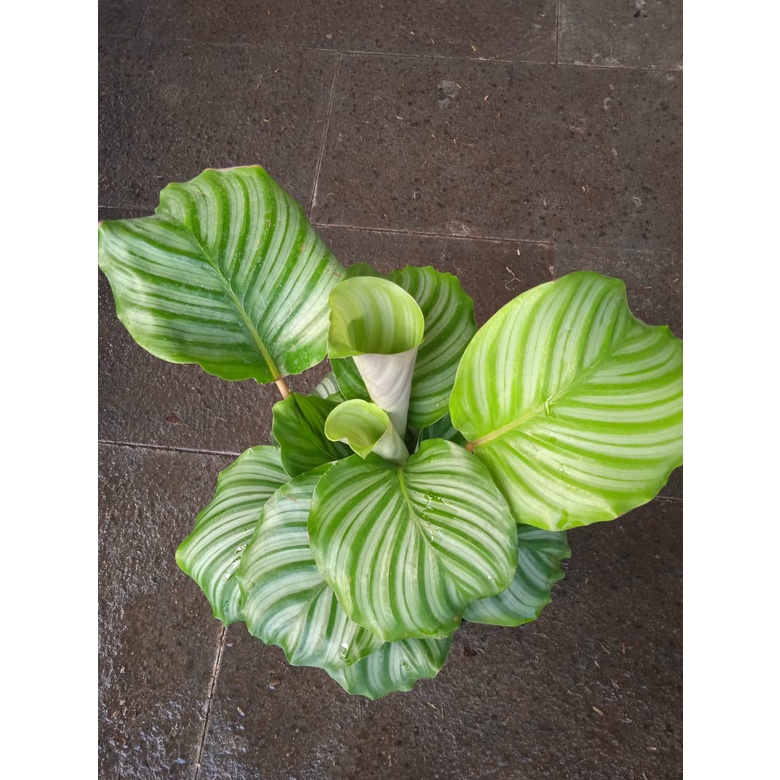 Tanaman Hias Calathea Orbifolia - Bunga Calathea Orbi - TitipBibit