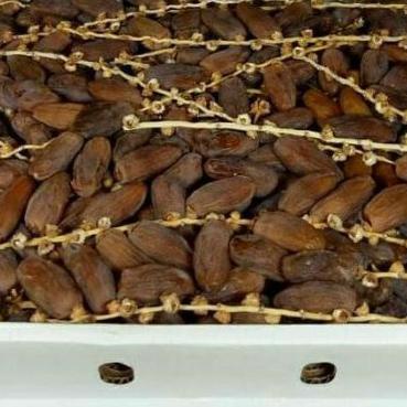 

♦ Kurma fruit Tunisia tangkai ukuran 1kg exp2024 ☺